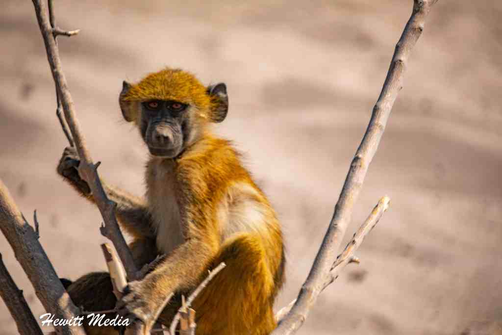 Chobe National Park Safari - Baboon