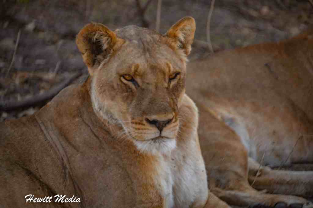 Chobe National Park Safari - Lions