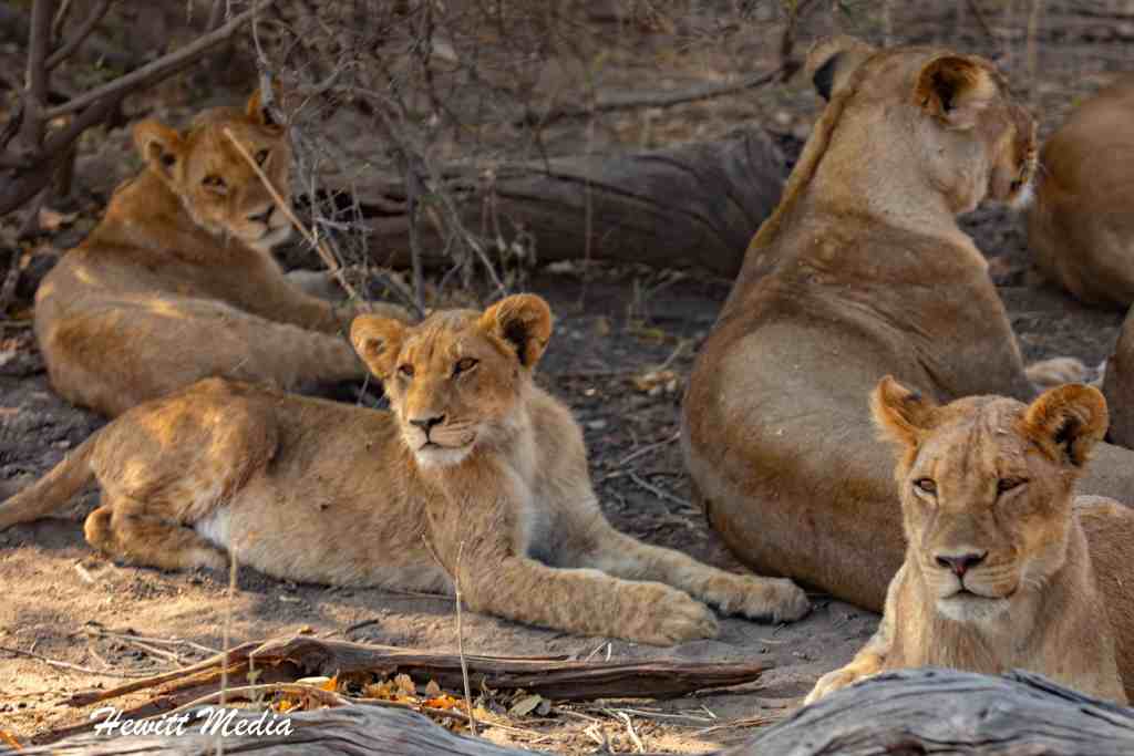 Chobe National Park Safari - Lions