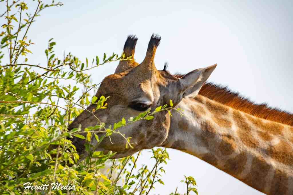Chobe National Park Safari - Giraffe