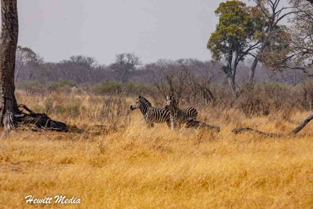 Hwange National Park Safari