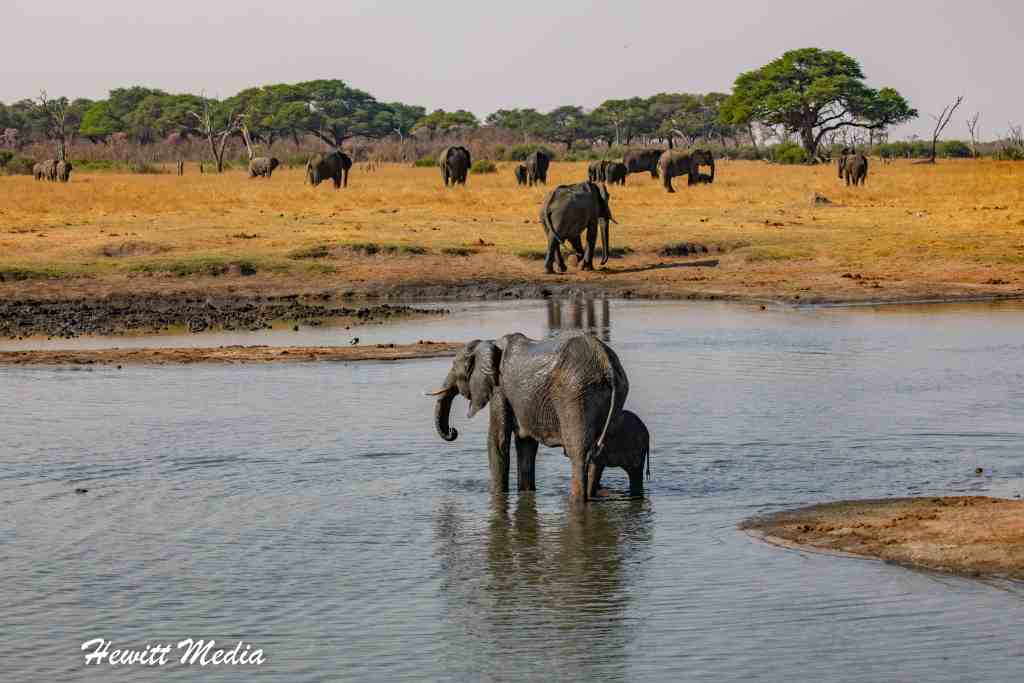 Hwange National Park Safari