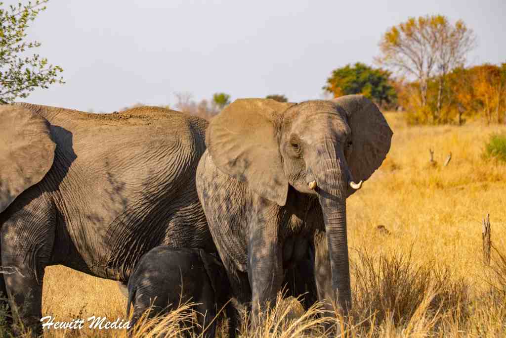 Hwange National Park Safari - Elephants