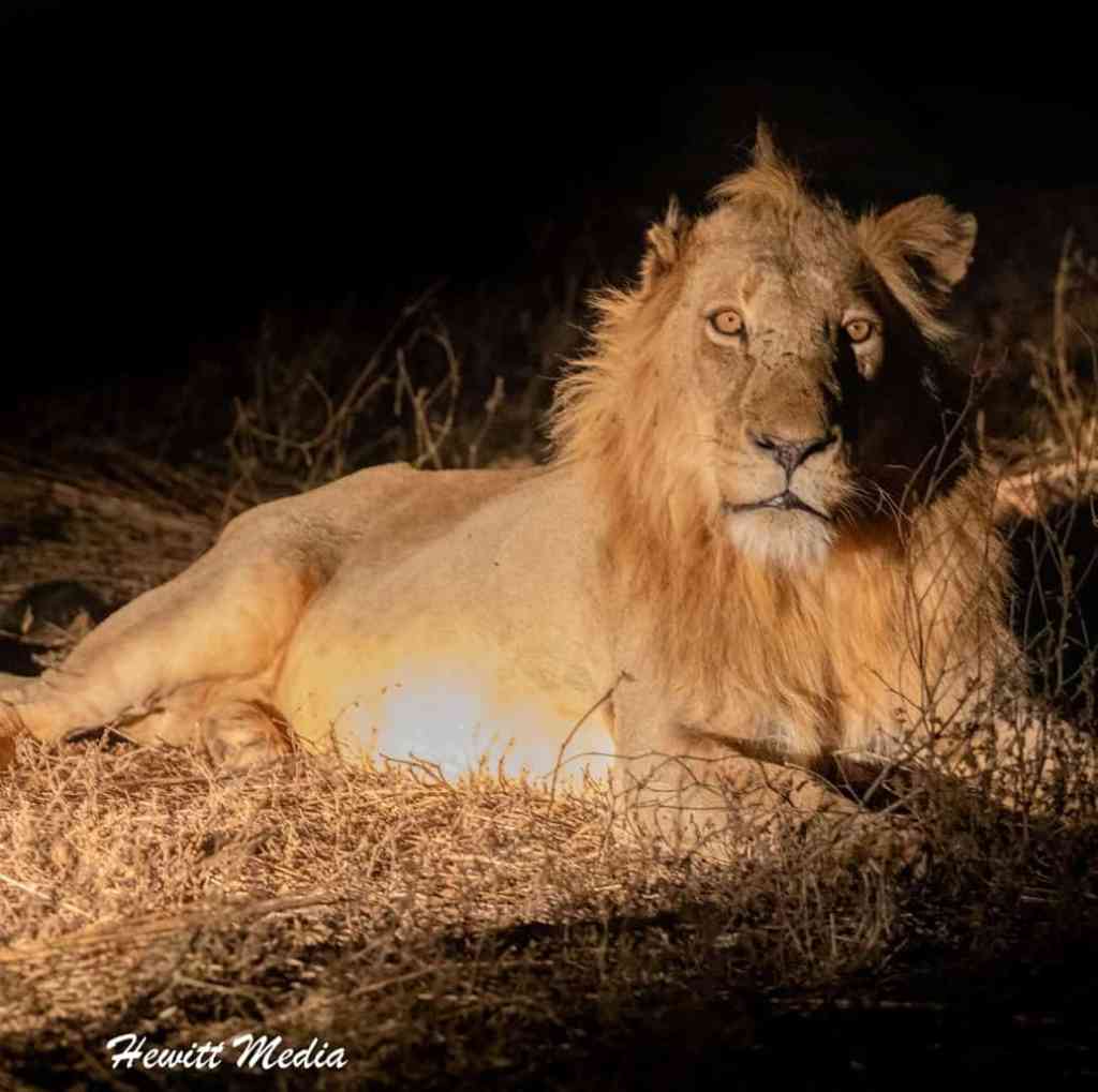 Instagram Travel Photography Balule Game Reserve Lion Night Safari
