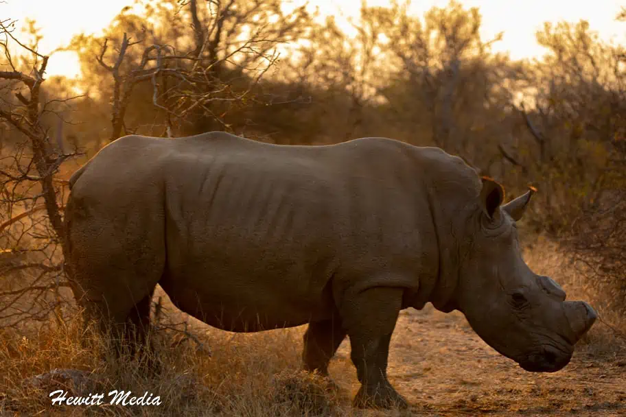 Top Travel Photos of 2022 - South Africa Rhino