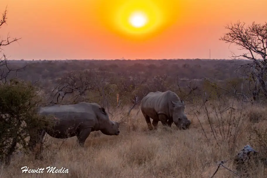 Top Travel Photos of 2022 - South Africa Rhinos Sunset