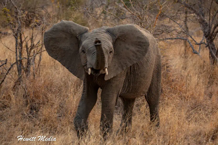 Top Travel Photos of 2022 - Baby Elephant Kruger