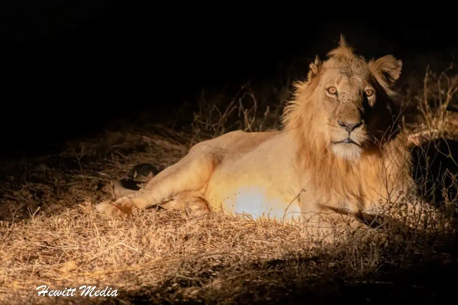 Top Travel Photos of 2022 - Nigh Safari Lion South Africa
