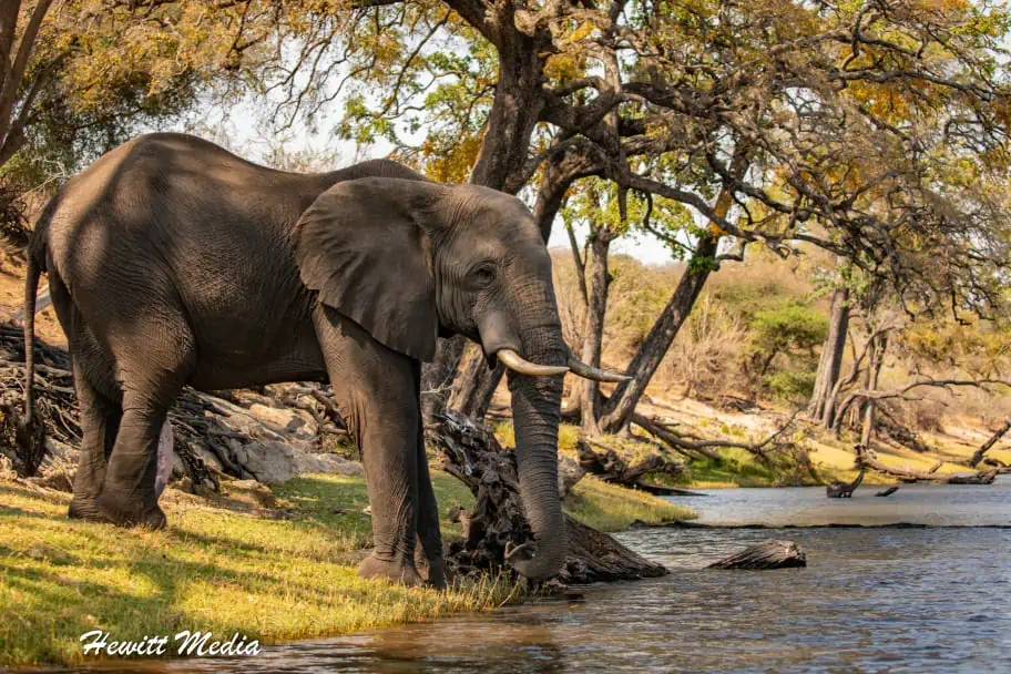 Top Travel Photos of 2022 - Elephant Chobe National Park Botswana