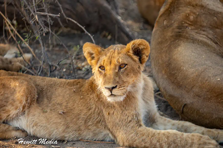 Top Travel Photos of 2022 - Lion Cub Chobe National Park Botswana