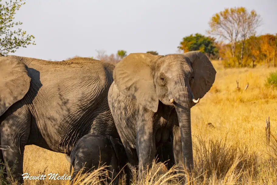 Top Travel Photos of 2022 - Elephant Baby Hwange National Park ZImbabwe