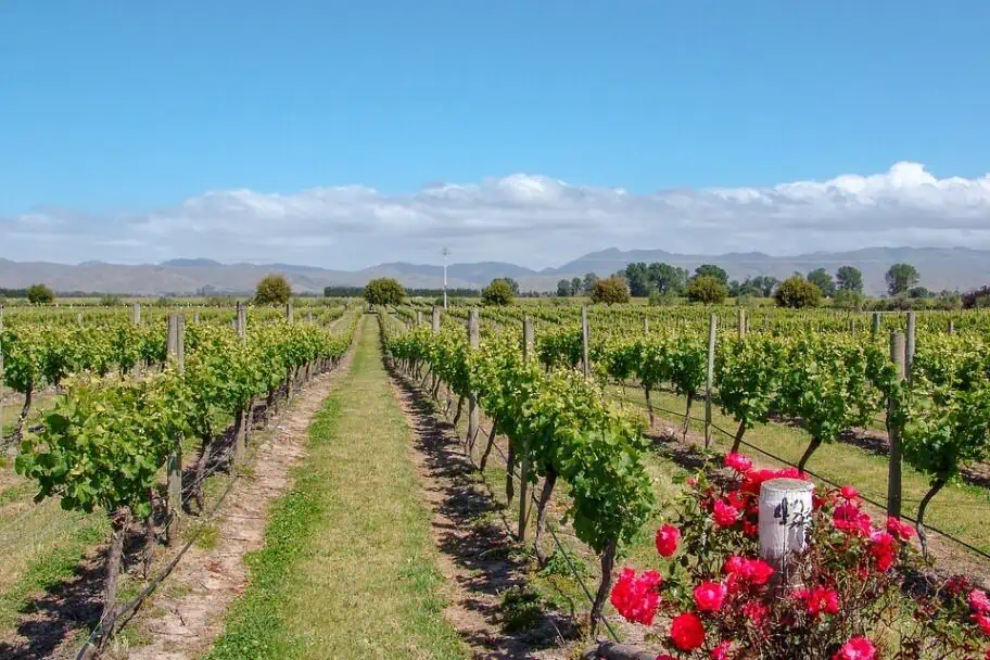 Things to See When Visiting Australia - Barossa Valley