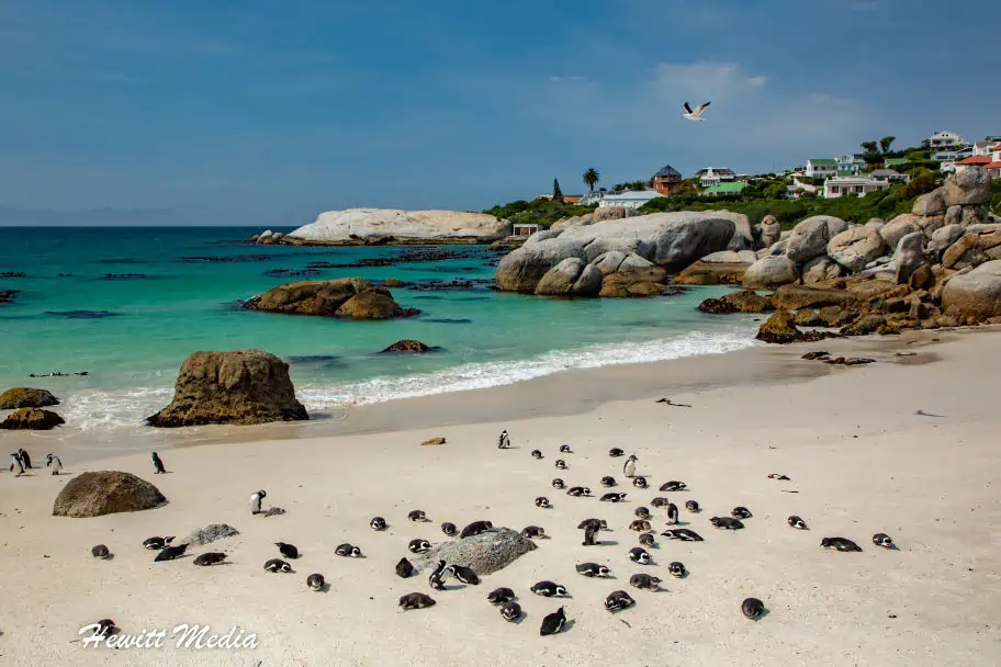 Cape Town Travel Guide - Boulders Beach Penguins