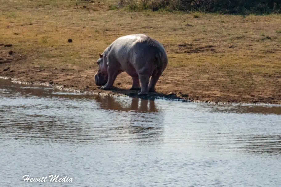 Hippo in Kruger National Park