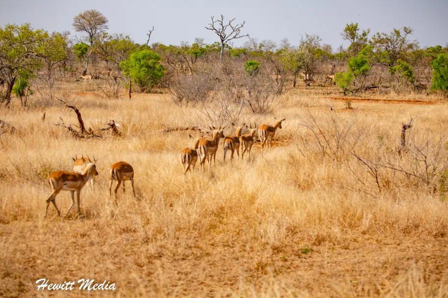 Wildlife of Kruger National Park