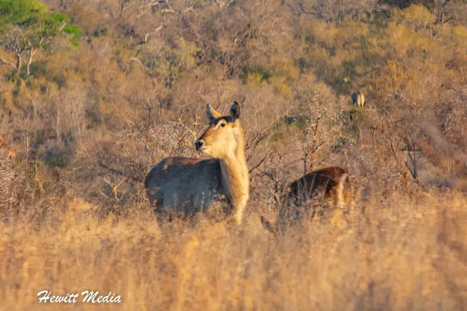 Solo Camp Kruger National Park