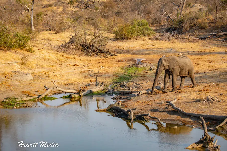 Greater Kruger National Park Safari