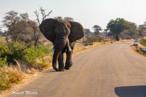 The Ultimate Kruger National Park Safari Planning Guide