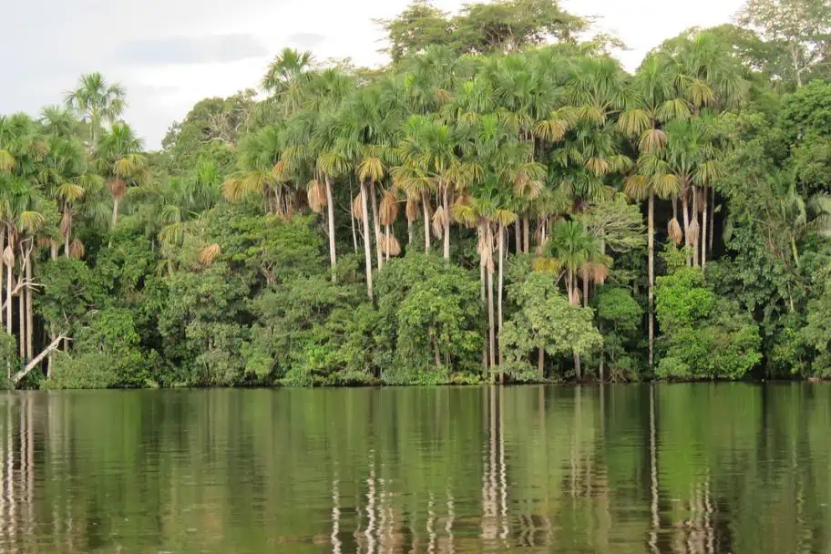 Things to do in Peru - Amazon Rainforest