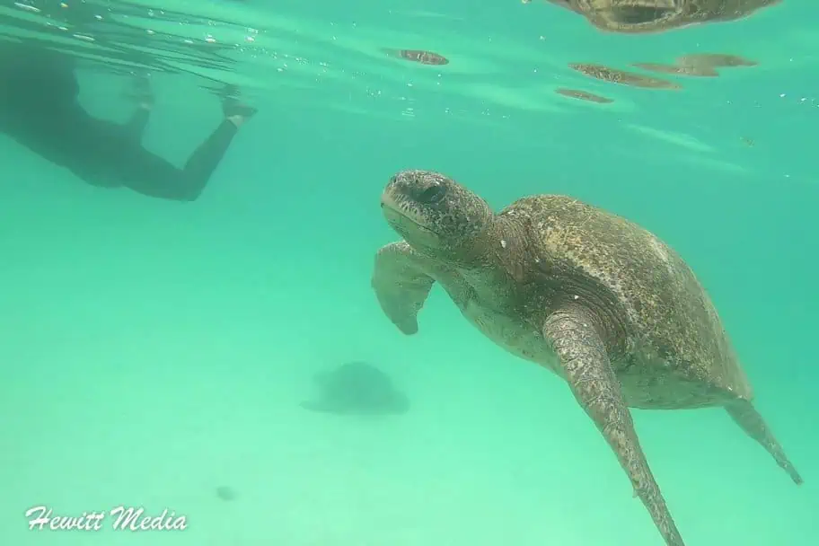 Sea Turtles in Máncora